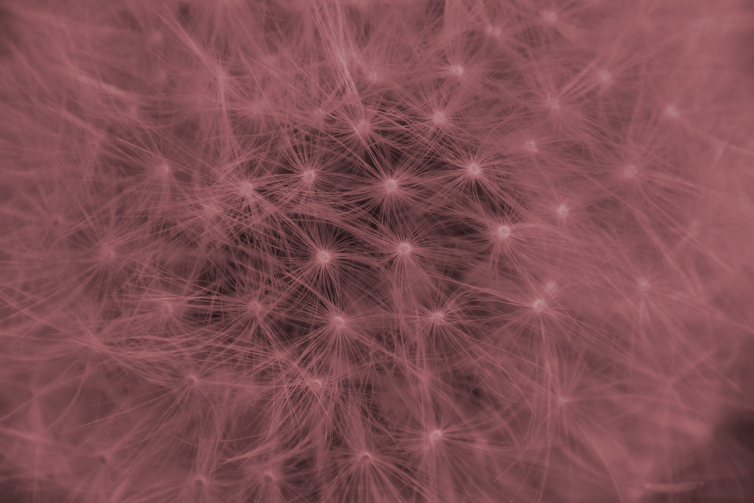 red dandelion close up